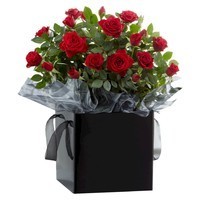 FTD Pure Elegance Mini Rose Live Plant