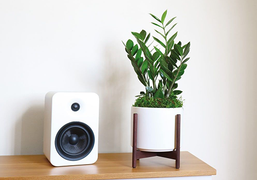 plant on table